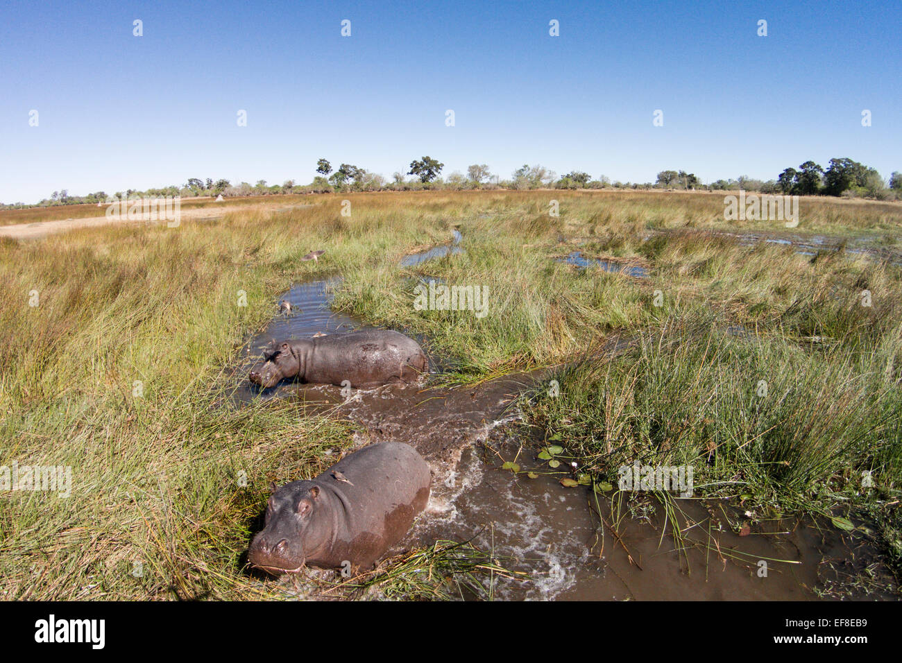Africa, Botswana, Moremi Game Reserve, vista aerea di ippopotamo (Hippopotamus amphibius) in zone umide di Okavango Delta Foto Stock