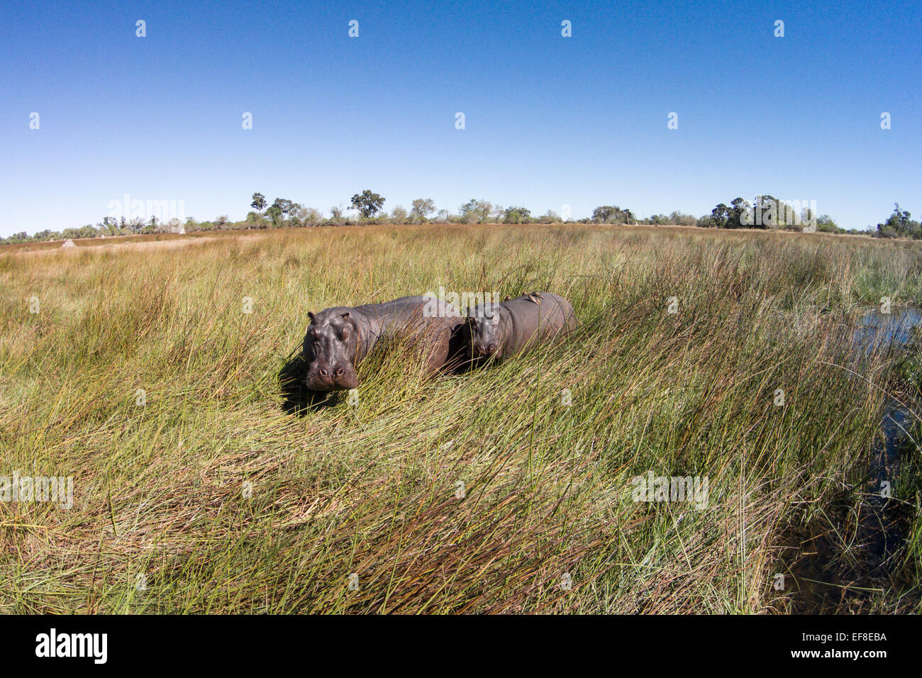 Africa, Botswana, Moremi Game Reserve, vista aerea di ippopotamo (Hippopotamus amphibius) in zone umide di Okavango Delta Foto Stock