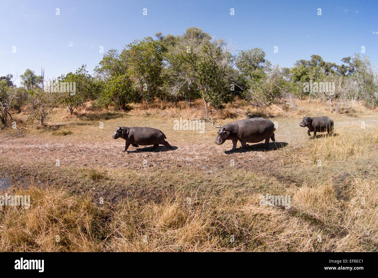 Africa, Botswana, Moremi Game Reserve, vista aerea di ippopotamo (Hippopotamus amphibius) in zone umide di Okavango Delta Foto Stock