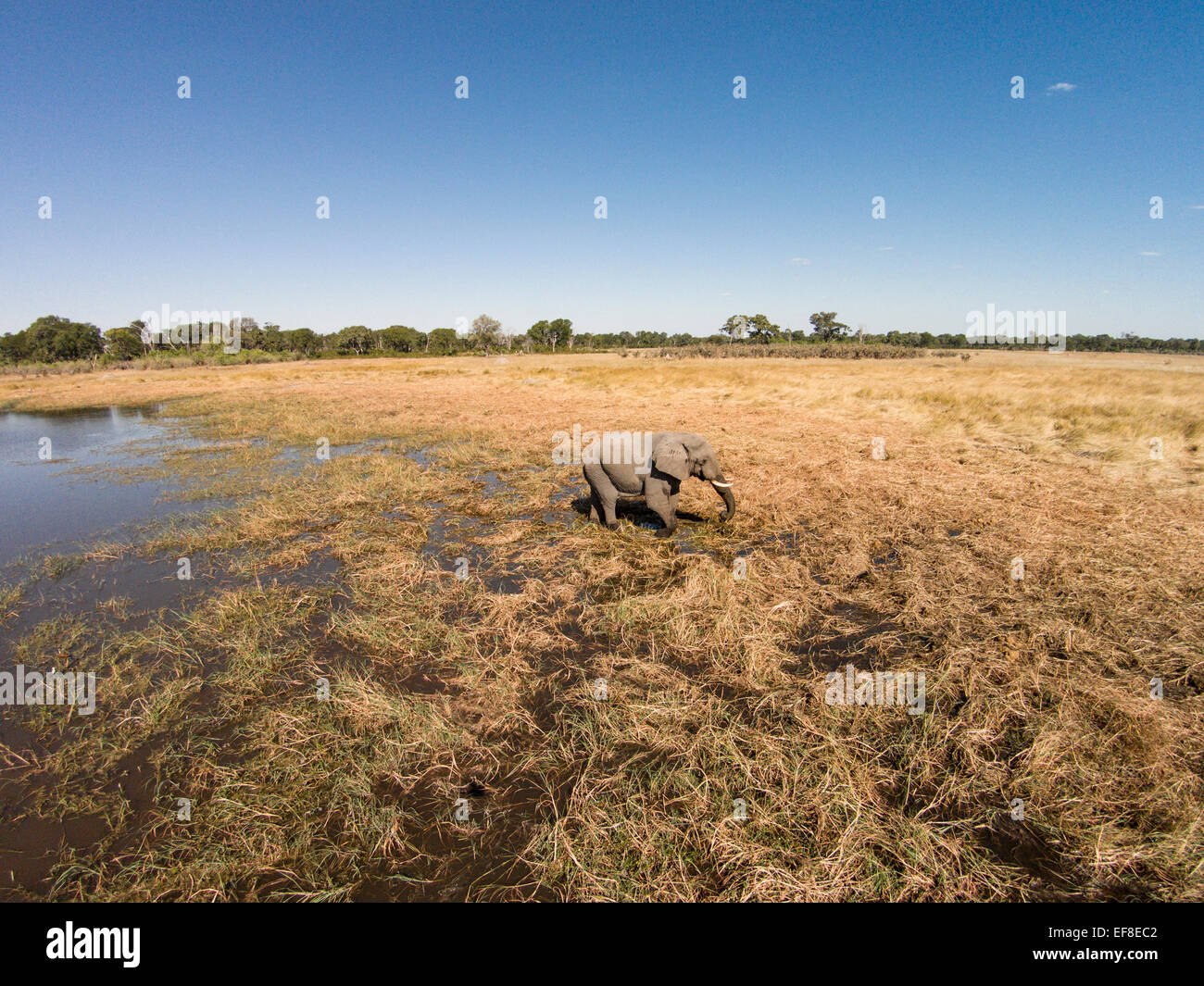 Africa, Botswana, Moremi Game Reserve, vista aerea dell'elefante africano (Loxodonta africana) passeggiate in zone umide di Okavango Delta in Kal Foto Stock