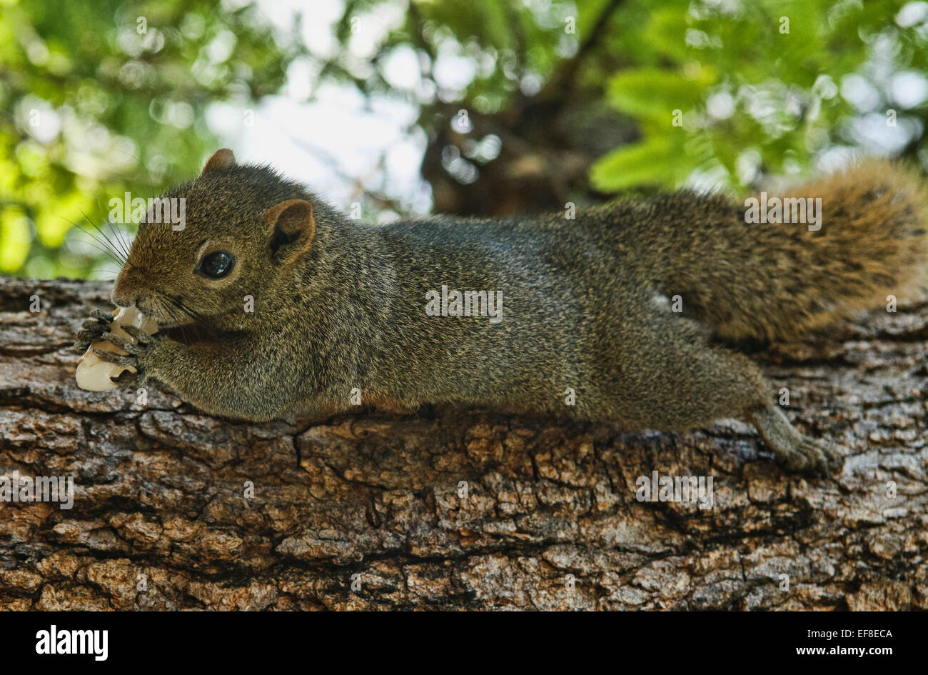 Tree Squirrel eating lanzones Foto Stock