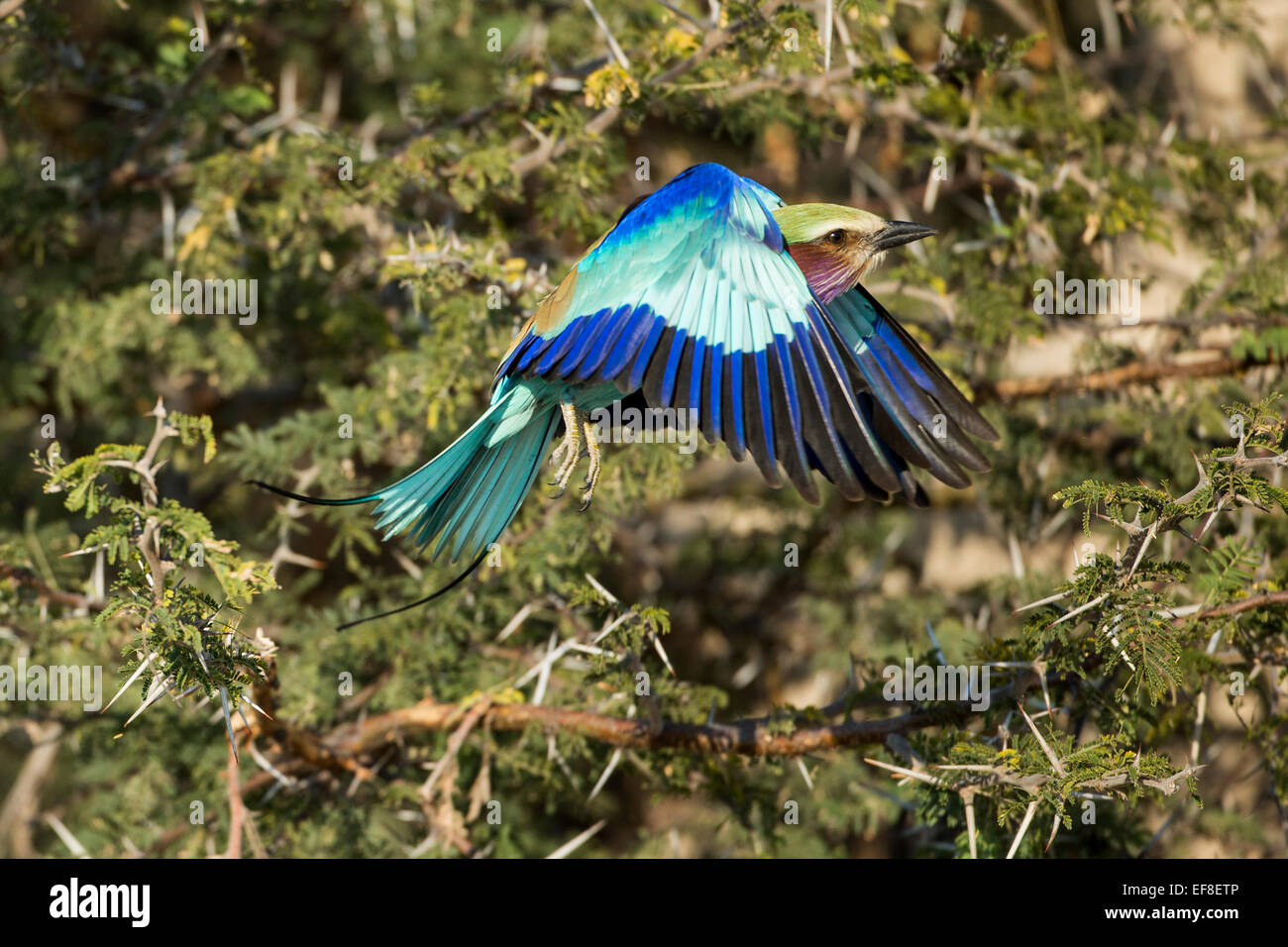 Africa, Botswana, Moremi Game Reserve, Lilac-Breasted rullo (Coracias caudata) sbattimento ali come si prende il volo da un spinosa Foto Stock