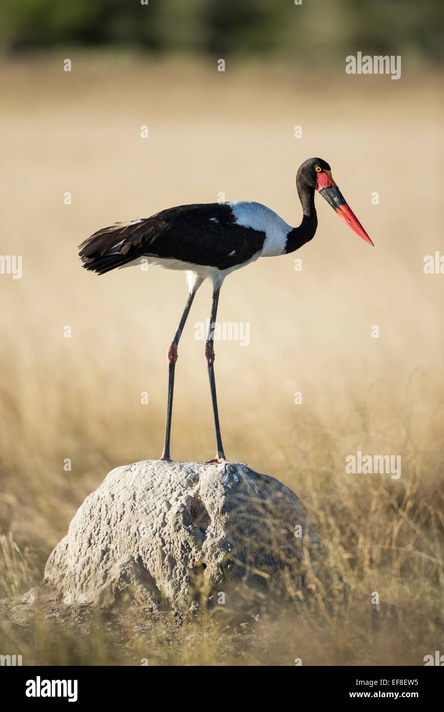 Africa, Botswana, Moremi Game Reserve, Sella fatturati Stork (Ephippiorhynchus senegalensis) in piedi sul tumulo termite Foto Stock