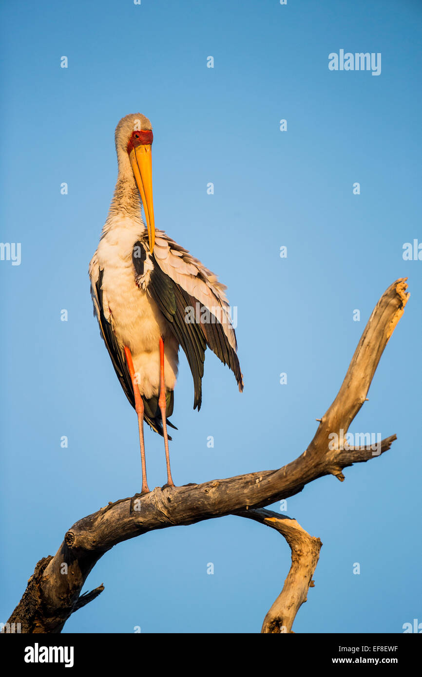 Africa, Botswana, Moremi Game Reserve, giallo fatturati Stork (Mycteria ibis) sono ' appollaiati all'alba sul ramo di albero morto Foto Stock