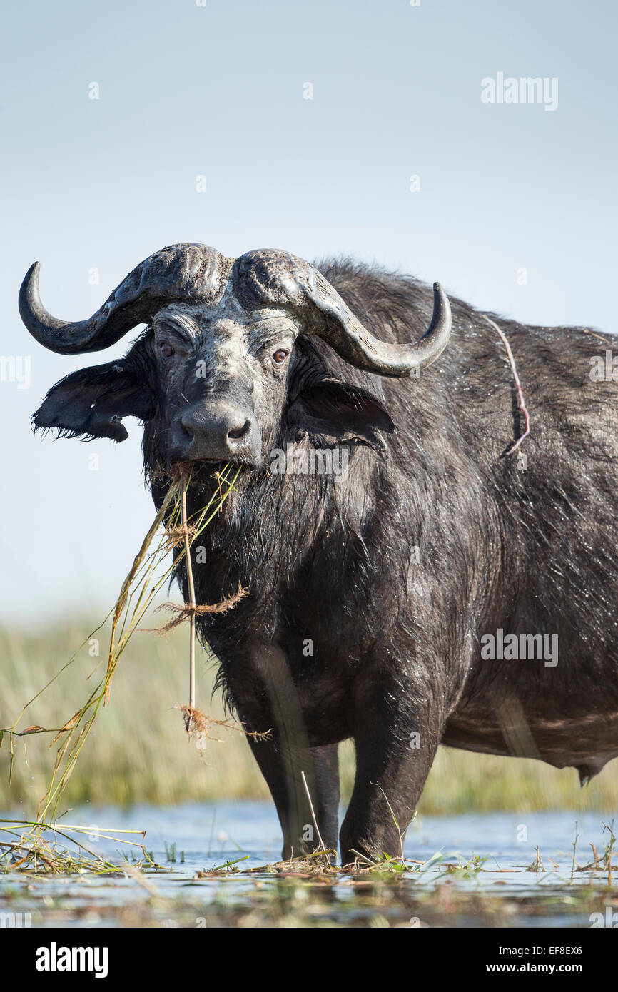 Africa, Botswana Chobe National Park, Bufali (Syncerus caffer) alimentazione sull'erba lungo le rive del fiume Chobe Foto Stock