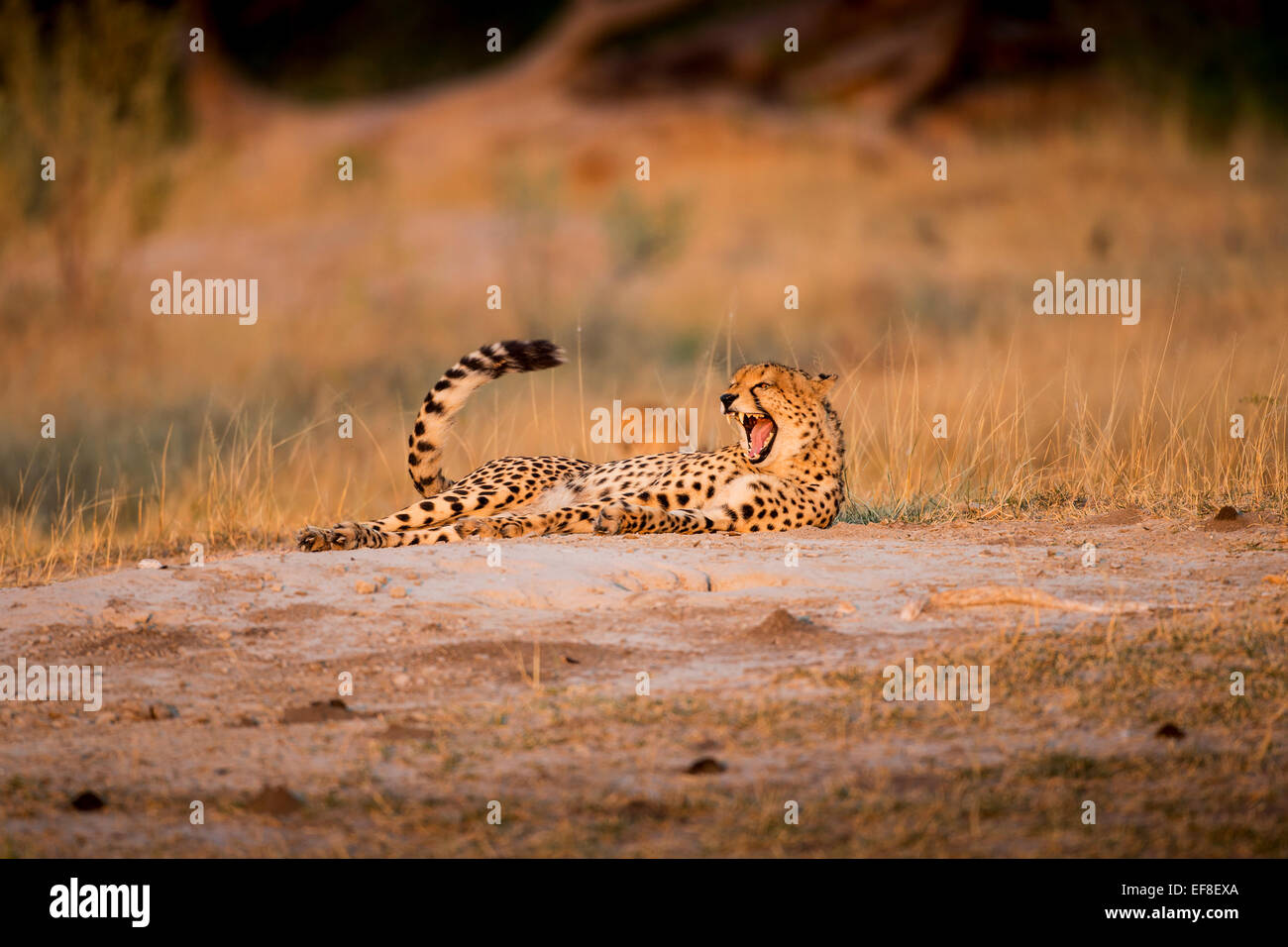 Africa, Botswana, Moremi Game Reserve, ghepardo (Acinonyx jubatus) bares denti mentre sbadigli a riposo nei pressi di Xakanaxa Camp all'alba Foto Stock
