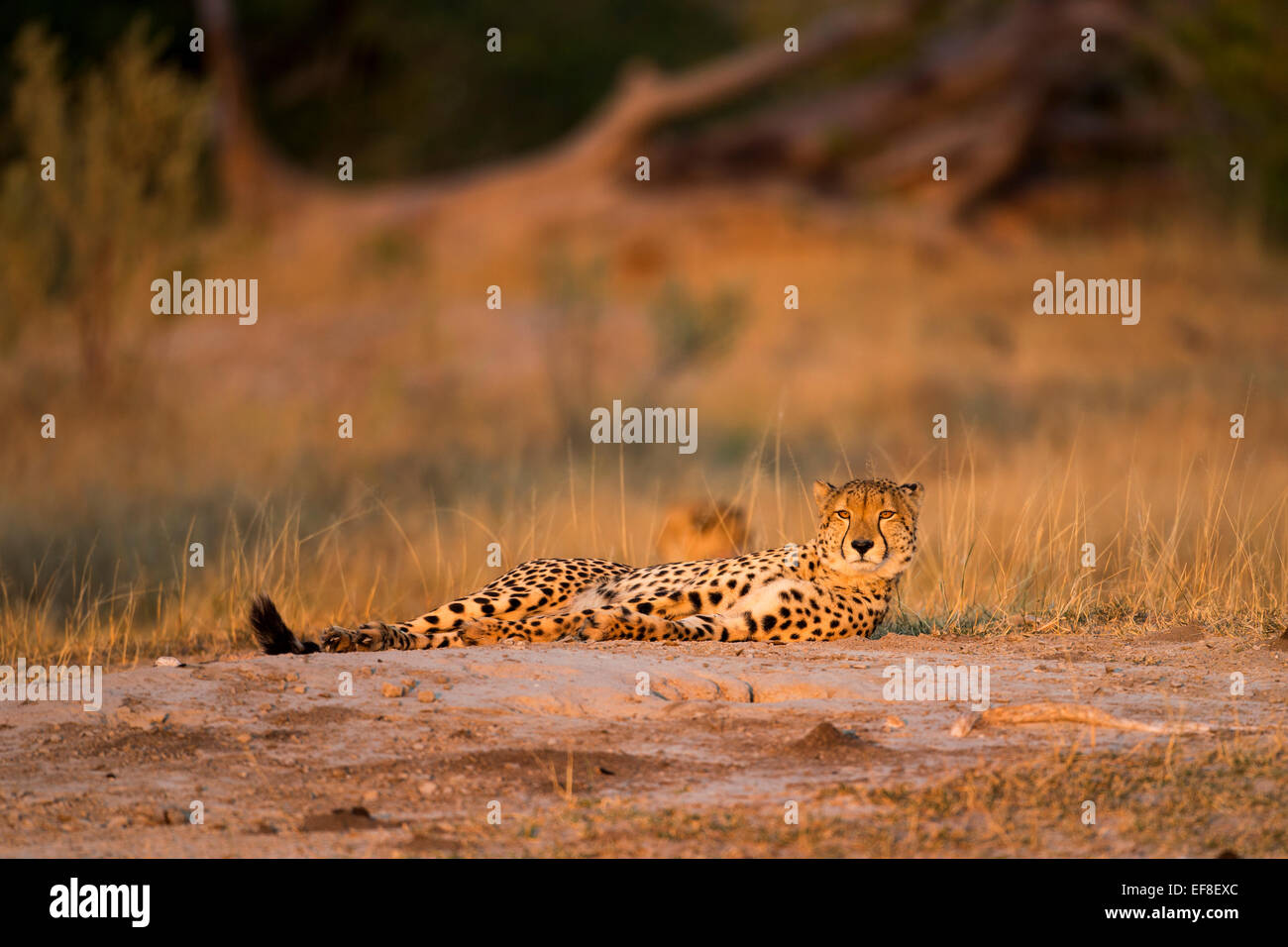 Africa, Botswana, Moremi Game Reserve, ghepardo (Acinonyx jubatus) appoggiato sul basso nei pressi di Xakanaxa Camp all'alba Foto Stock