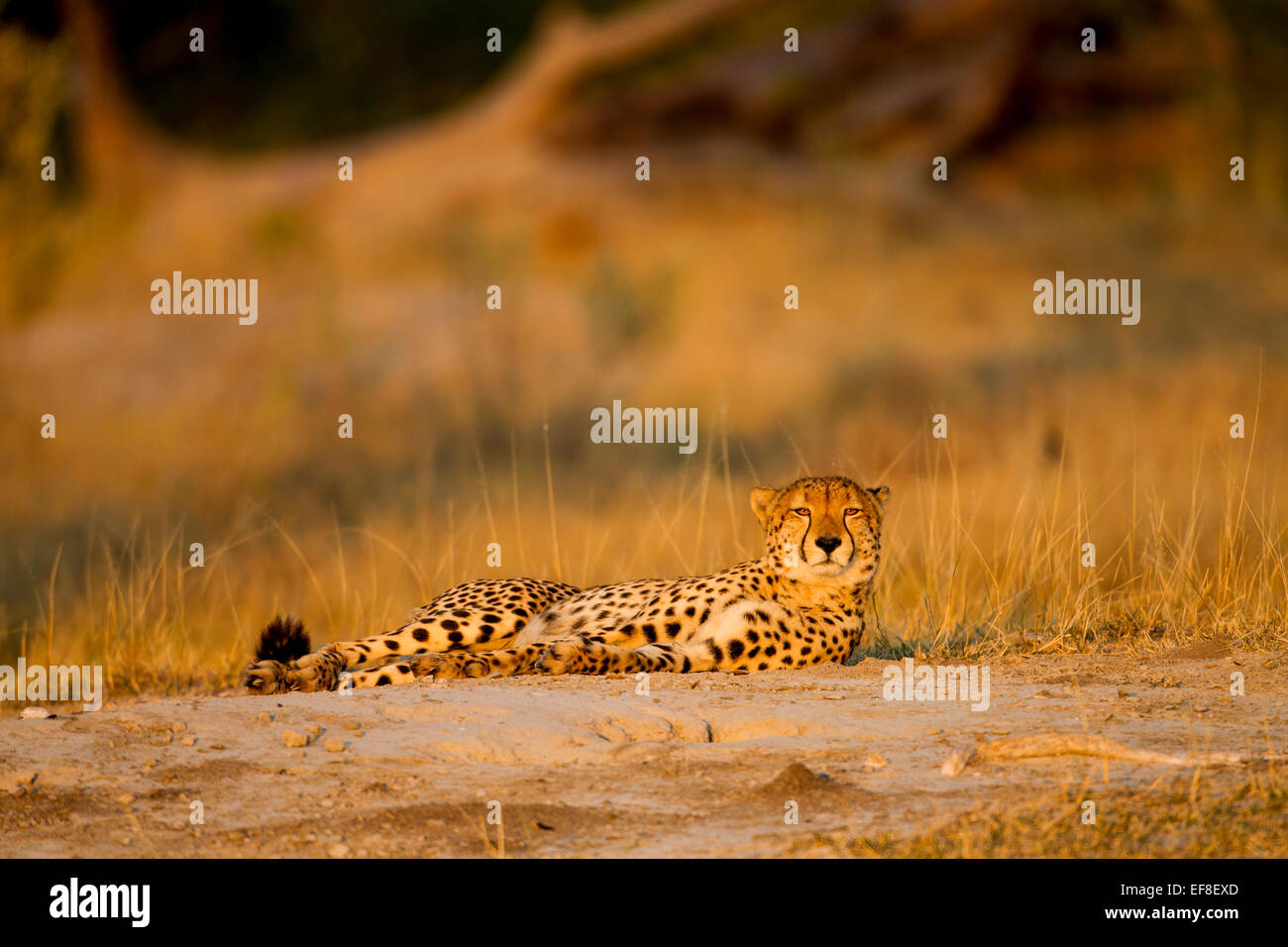 Africa, Botswana, Moremi Game Reserve, ghepardo (Acinonyx jubatus) appoggiato sul basso nei pressi di Xakanaxa Camp all'alba Foto Stock