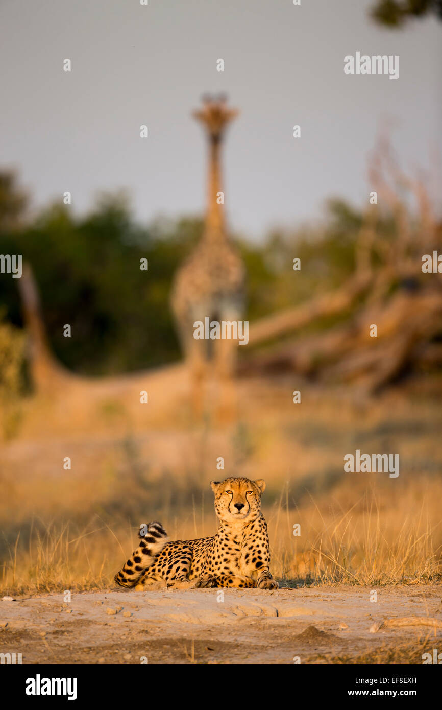 Africa, Botswana, Moremi Game Reserve, Giraffe (Giraffa camelopardalis) in piedi dietro il ghepardo (Acinonyx jubatus) poggiante su lo Foto Stock