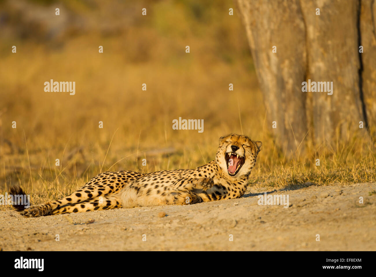 Africa, Botswana, Moremi Game Reserve, ghepardo (Acinonyx jubatus) bares denti mentre sbadigli a riposo nei pressi di Xakanaxa Camp all'alba Foto Stock