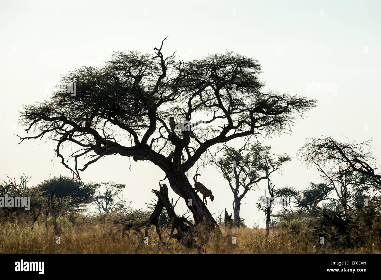 Africa, Botswana, Moremi Game Reserve, ghepardo (Acinonyx jubatus) si arrampica verso acacia albero vicino a Xakanaxa Camp all'alba Foto Stock