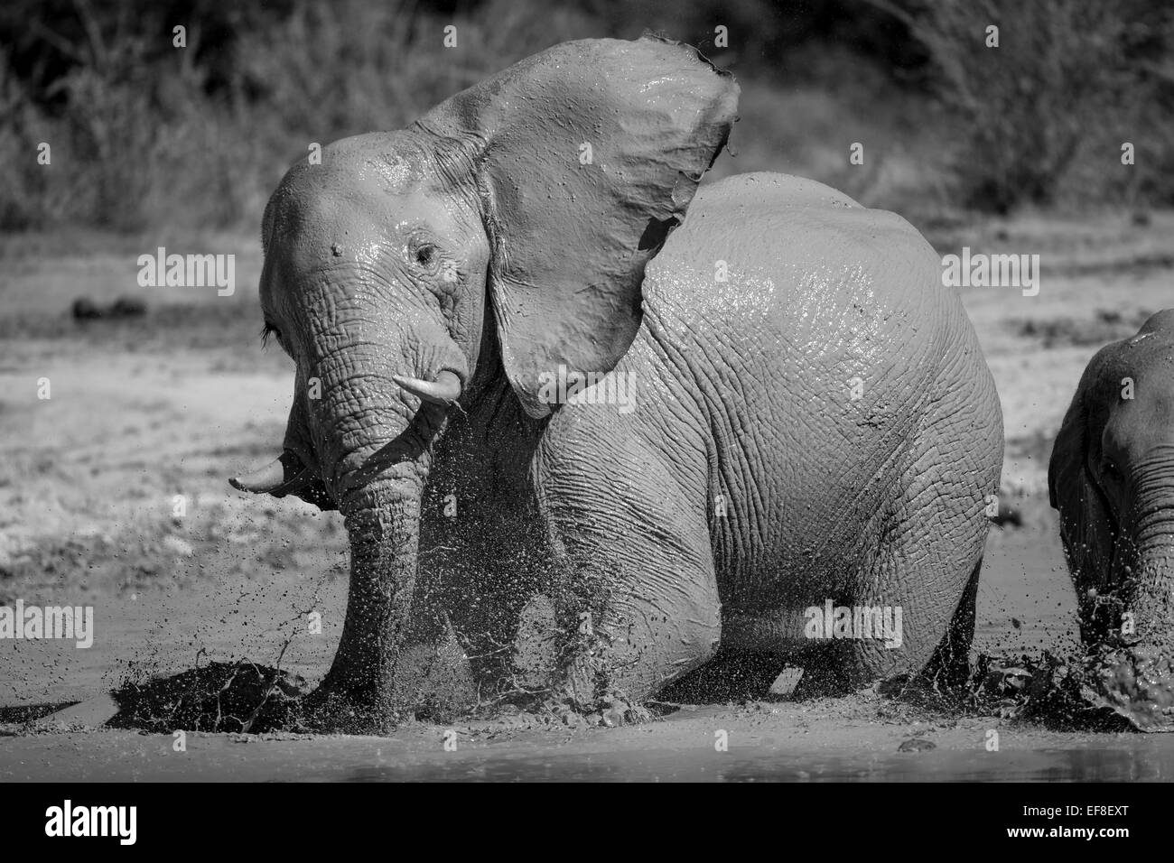 Africa, Botswana, Africa, Botswana, Nxai Pan National Park, dell' elefante africano (Loxodonta africana) non si raffredda mentre si gioca nel fango Foto Stock