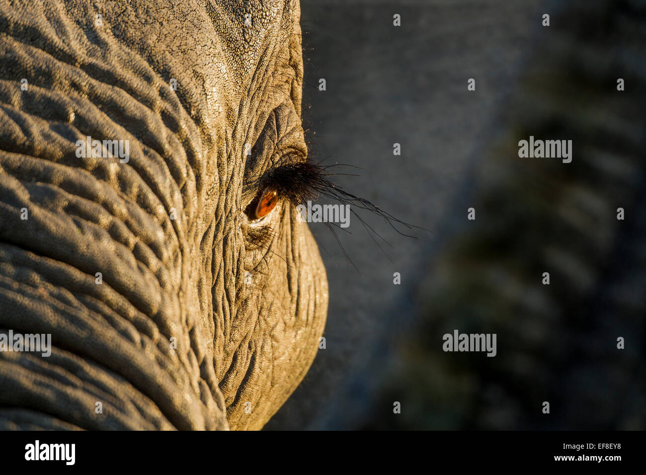 Africa, Botswana, Moremi Game Reserve, Rising Sun occhio luci dell' elefante africano (Loxodonta africana) di Okavango Delta Foto Stock