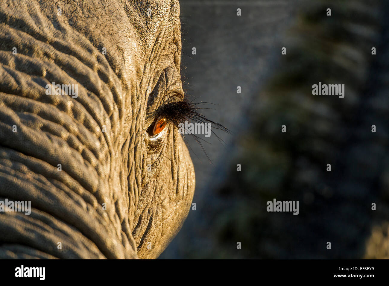Africa, Botswana, Moremi Game Reserve, Rising Sun occhio luci dell' elefante africano (Loxodonta africana) di Okavango Delta Foto Stock