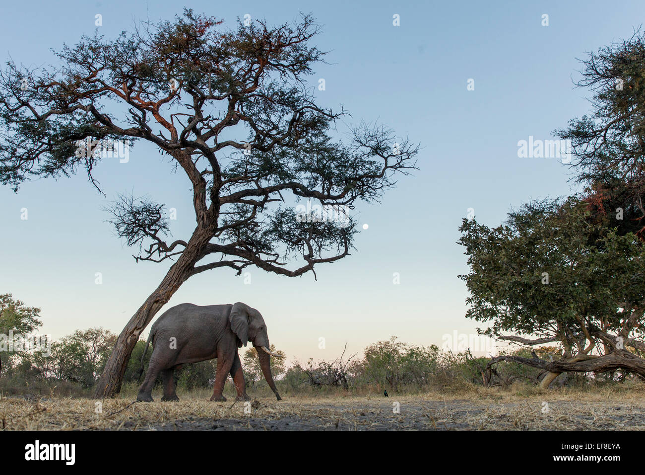 Africa, Botswana, Moremi Game Reserve, dell' elefante africano (Loxodonta africana) camminare al di sotto di acacia al sorgere della luna in Okavango Foto Stock