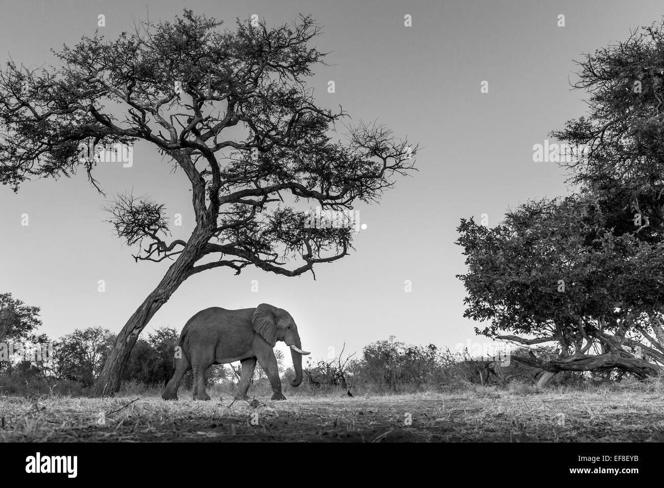 Africa, Botswana, Moremi Game Reserve, dell' elefante africano (Loxodonta africana) camminare al di sotto di acacia al sorgere della luna in Okavango Foto Stock