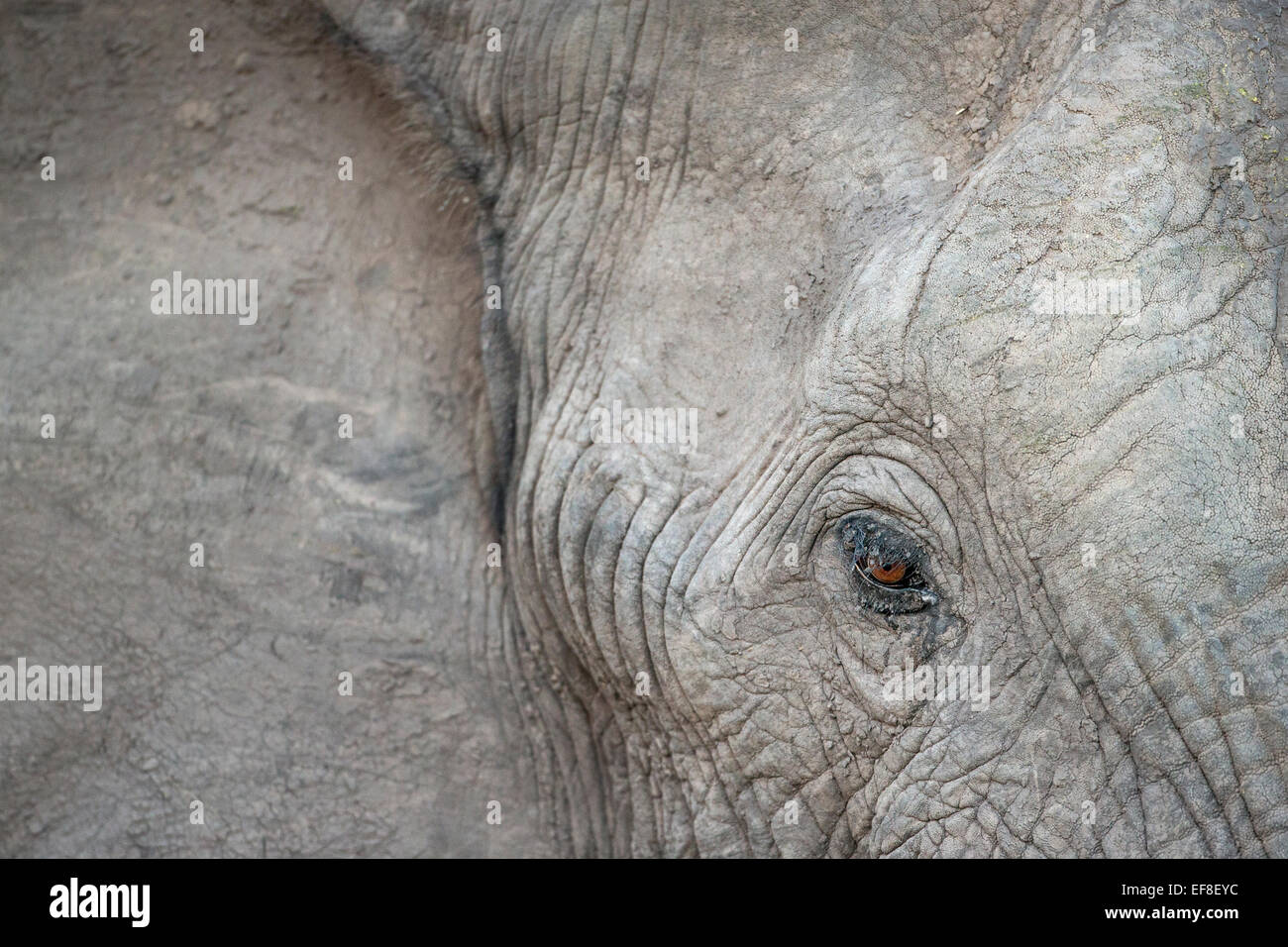 Africa, Botswana, Moremi Game Reserve, Close-up occhio dell'elefante africano (Loxodonta africana) al crepuscolo di Okavango Delta Foto Stock