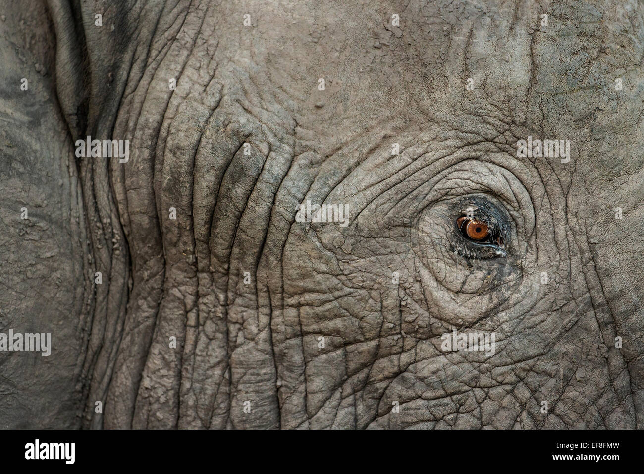 Africa, Botswana, Moremi Game Reserve, Close-up occhio dell'elefante africano (Loxodonta africana) al crepuscolo di Okavango Delta Foto Stock