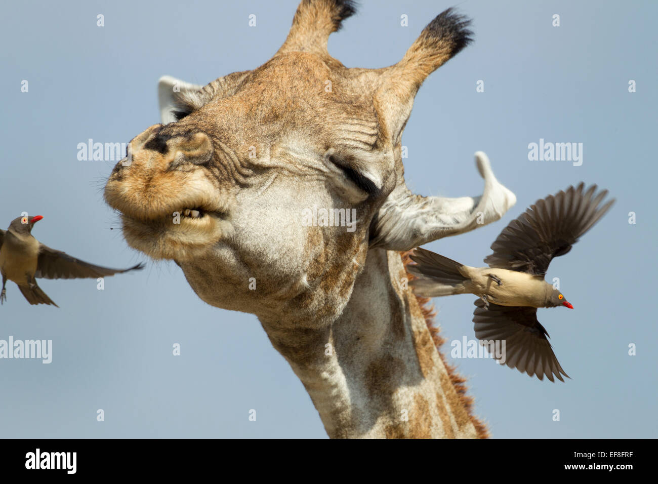 Africa, Botswana, Moremi Game Reserve, Giraffe (Giraffa camelopardalis) scuote la testa a spargere Red-Billed Oxpeckers (Buphagus er Foto Stock