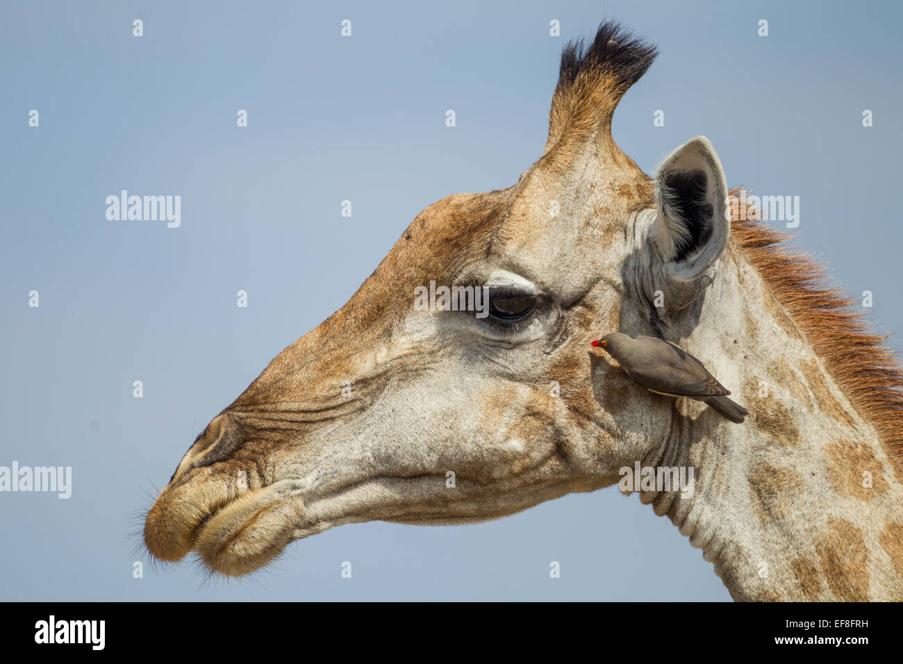 Africa, Botswana, Moremi Game Reserve, Giraffe (Giraffa camelopardalis) con Red-Billed Oxpecker (Buphagus erythrorhynchus) groo Foto Stock