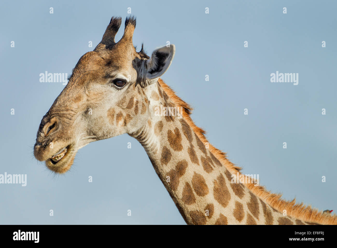 Africa, Botswana, Moremi Game Reserve, Close-up ritratto di Giraffe (Giraffa camelopardalis) a denti stretti ad imitazione di un sorriso Foto Stock