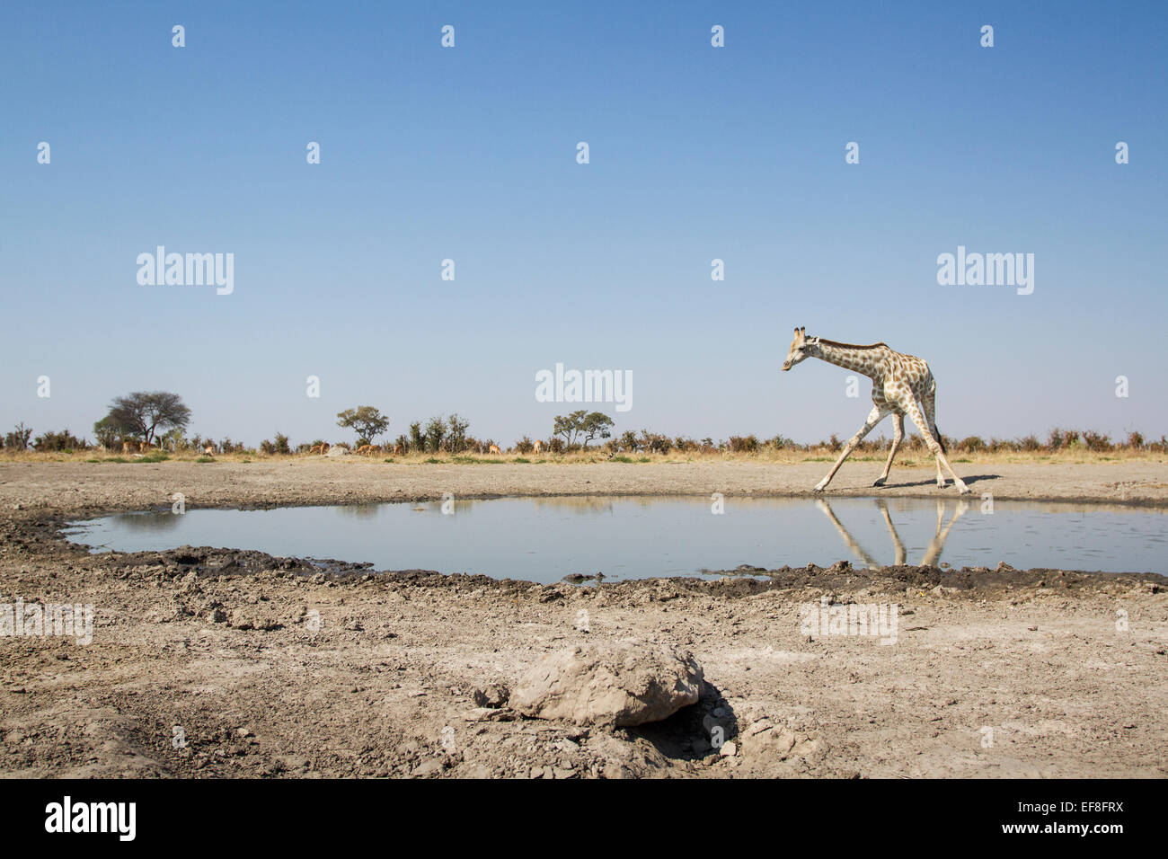 Africa, Botswana Chobe National Park, la giraffa (Giraffa camelopardalis) si inginocchia a bere a Marabou Pan foro di acqua in Savuti Marte Foto Stock