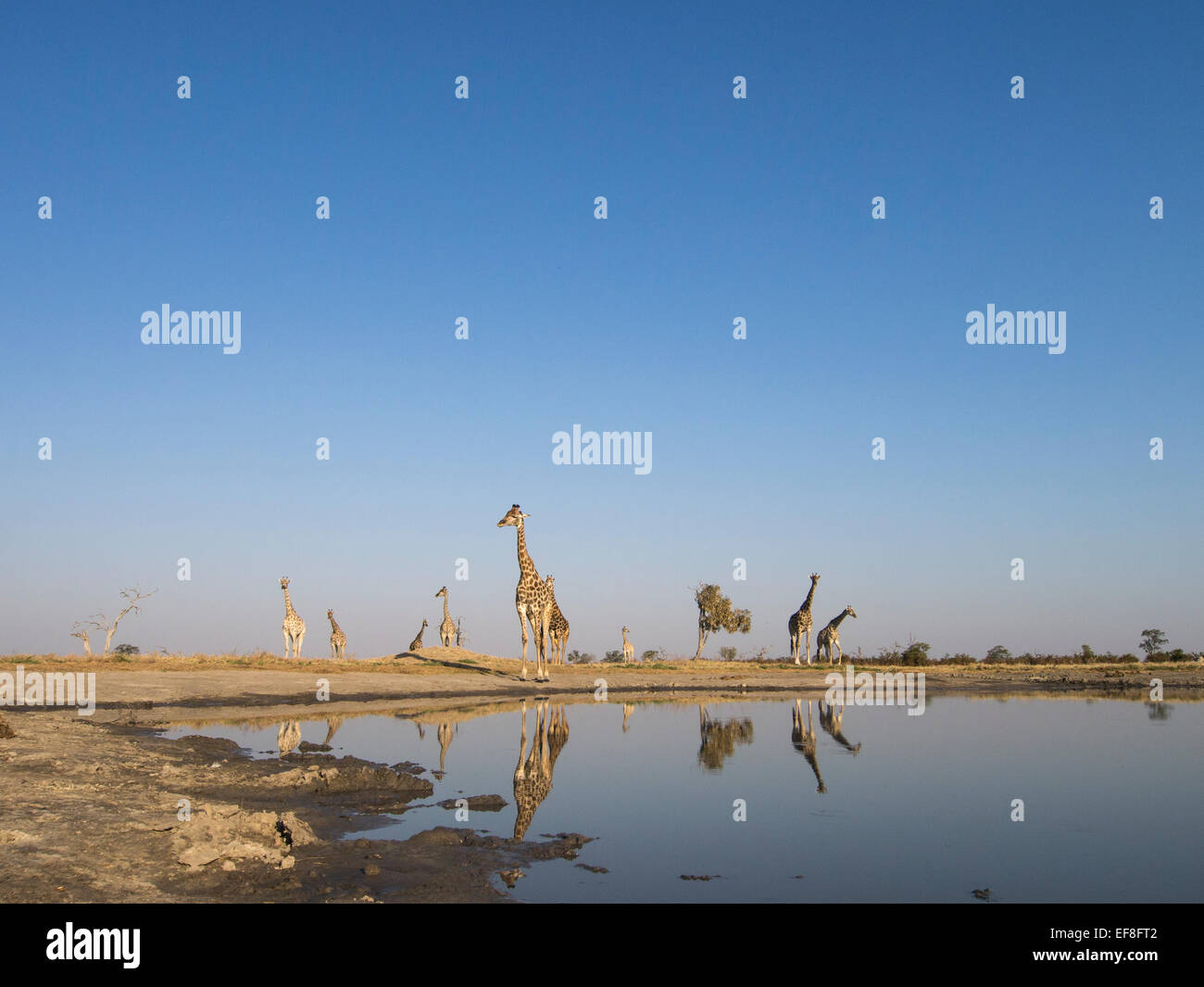 Africa, Botswana Chobe National Park, allevamento di Giraffe (Giraffa camelopardalis) permanente al bordo della padella di Marabou foro di acqua in Sa Foto Stock