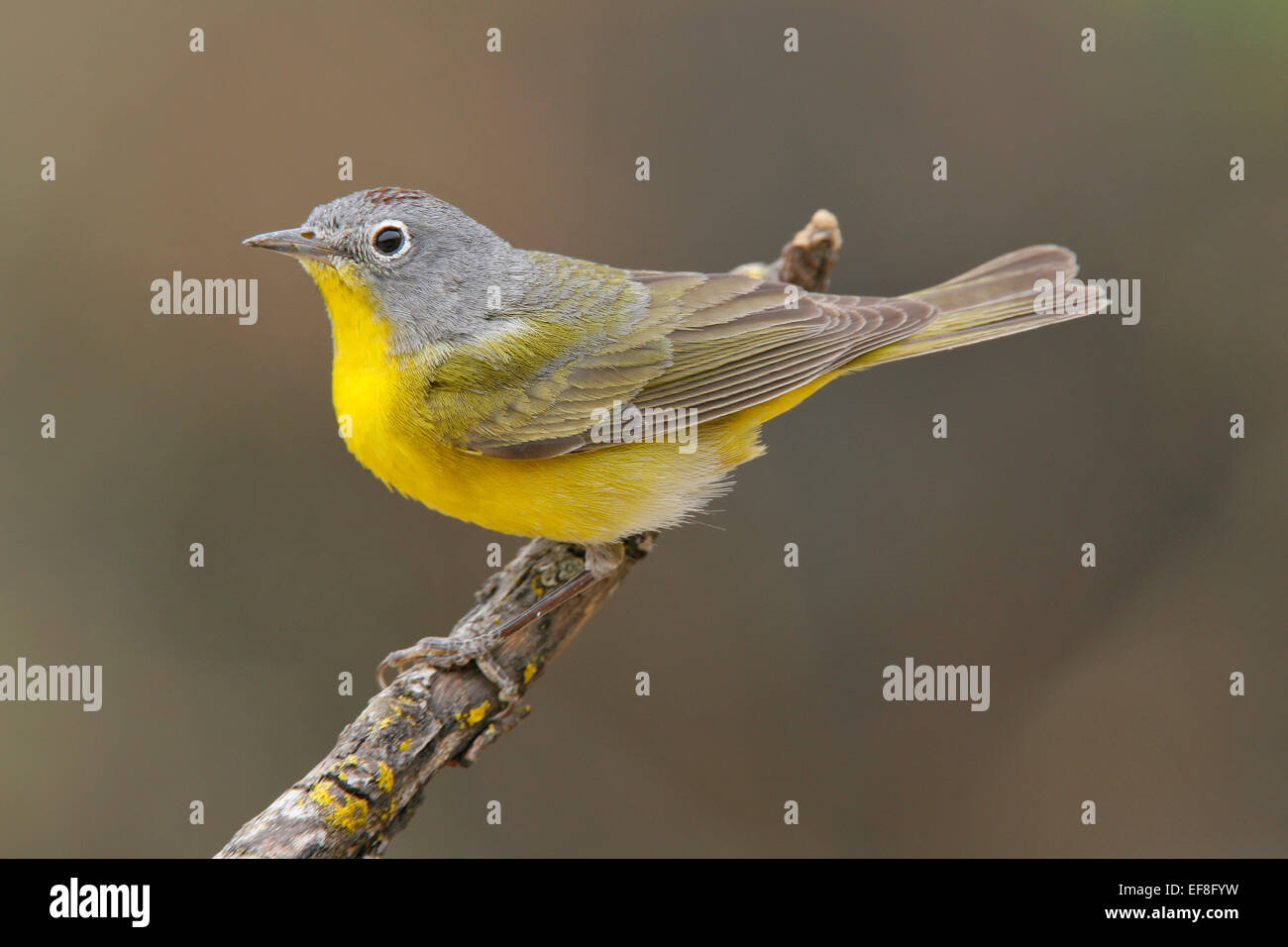 Nashville trillo - Vermivora ruficapilla - maschio Foto Stock