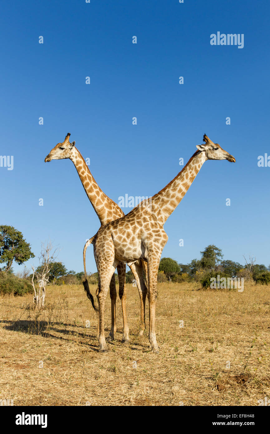 Africa, Botswana Chobe National Park, Giraffe (Giraffa camelopardalis) in piedi a fianco a fianco vicino al fiume Chobe in Okavango Delt Foto Stock