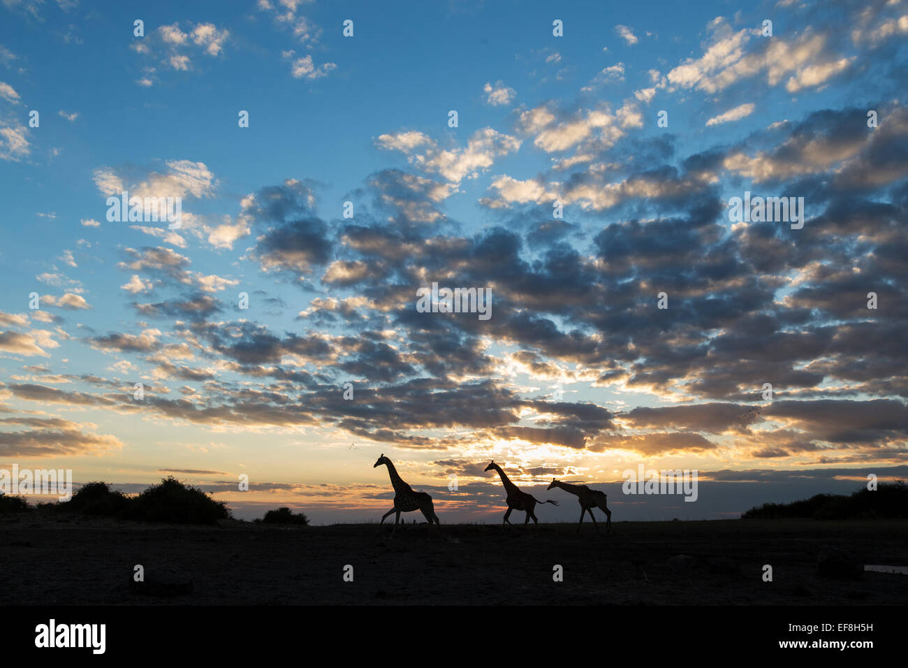 Africa, Botswana Chobe National Park, Silhouette di Giraffe (Giraffa camelopardalis) che corre lungo le rive del fiume Chobe a suns Foto Stock