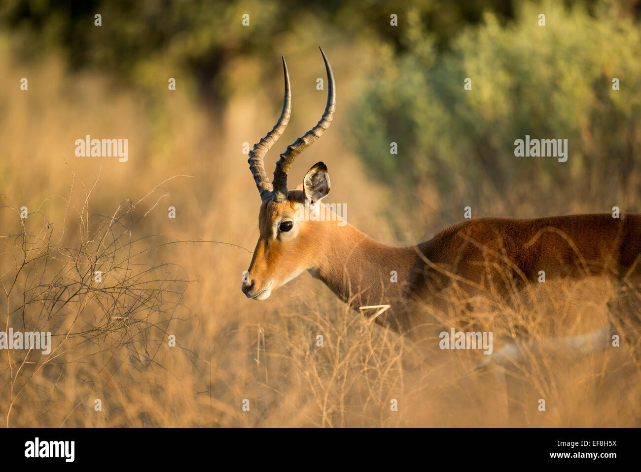 Africa, Botswana, Moremi Game Reserve, Close-up di maschio adulto Impala (Aepyceros melampus) corna mentre si alimenta di Okavango Delta Foto Stock