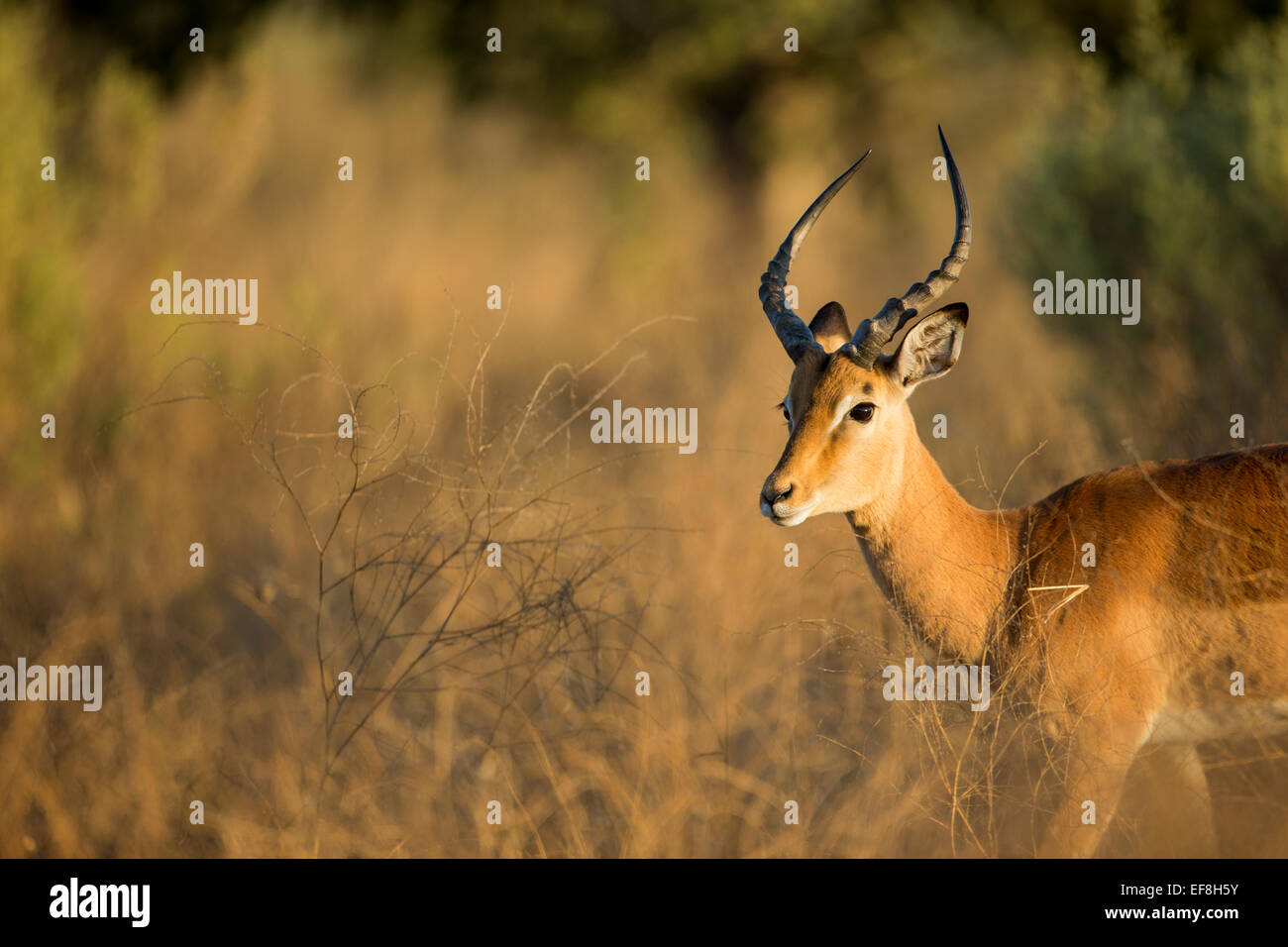Africa, Botswana, Moremi Game Reserve, Close-up di maschio adulto Impala (Aepyceros melampus) alimentazione di Okavango Delta Foto Stock