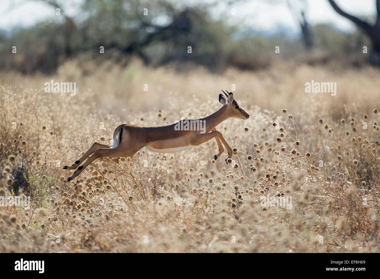 Africa, Botswana Chobe National Park, Impala (Aepyceros melampus) saltando attraverso l'erba alta in Savuti Marsh di Okavango Delta Foto Stock