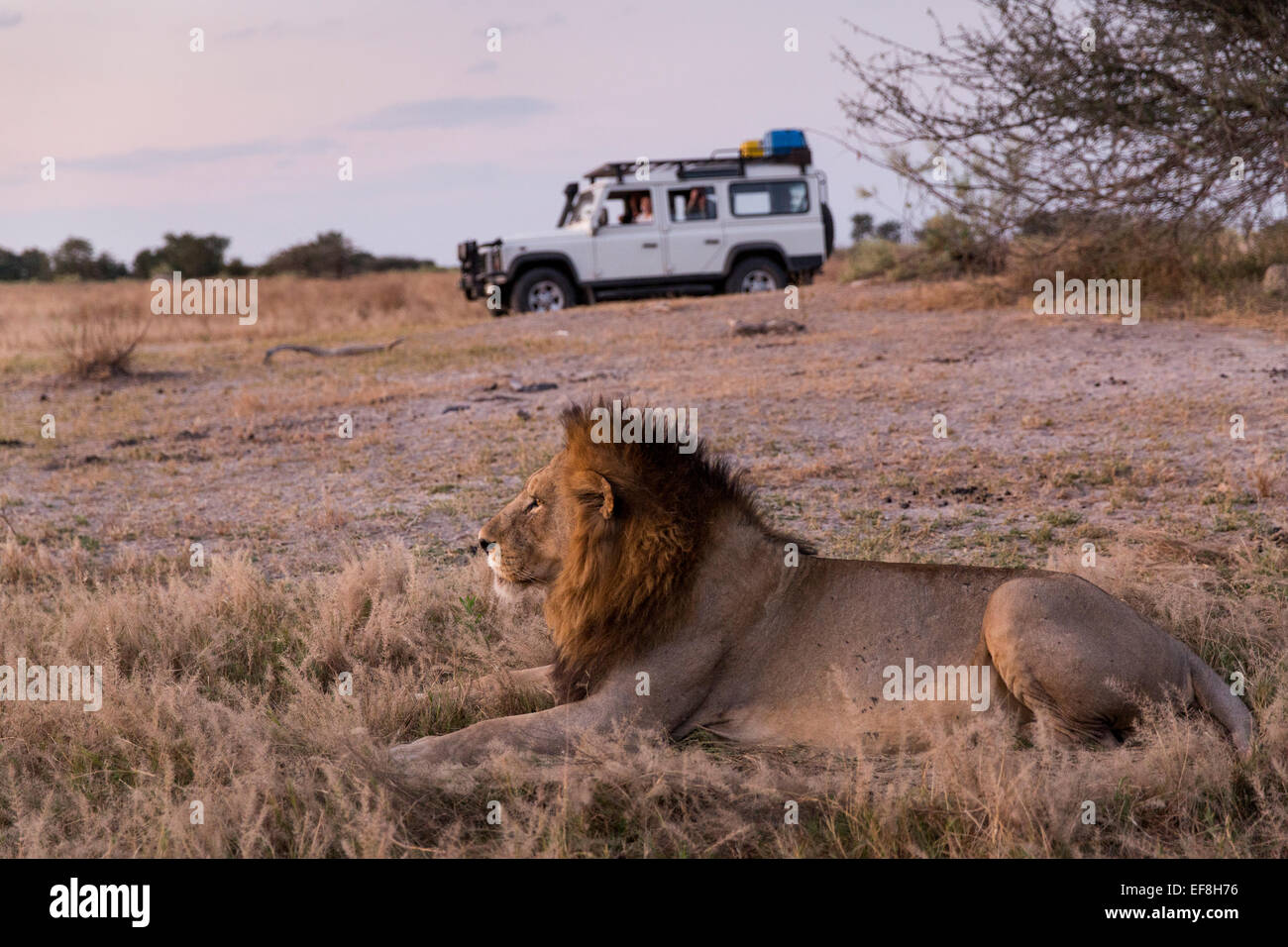 Africa, Botswana, Moremi Game Reserve, turisti in Land Rover approccio Leone di appoggio (Panthera leo) al tramonto Foto Stock