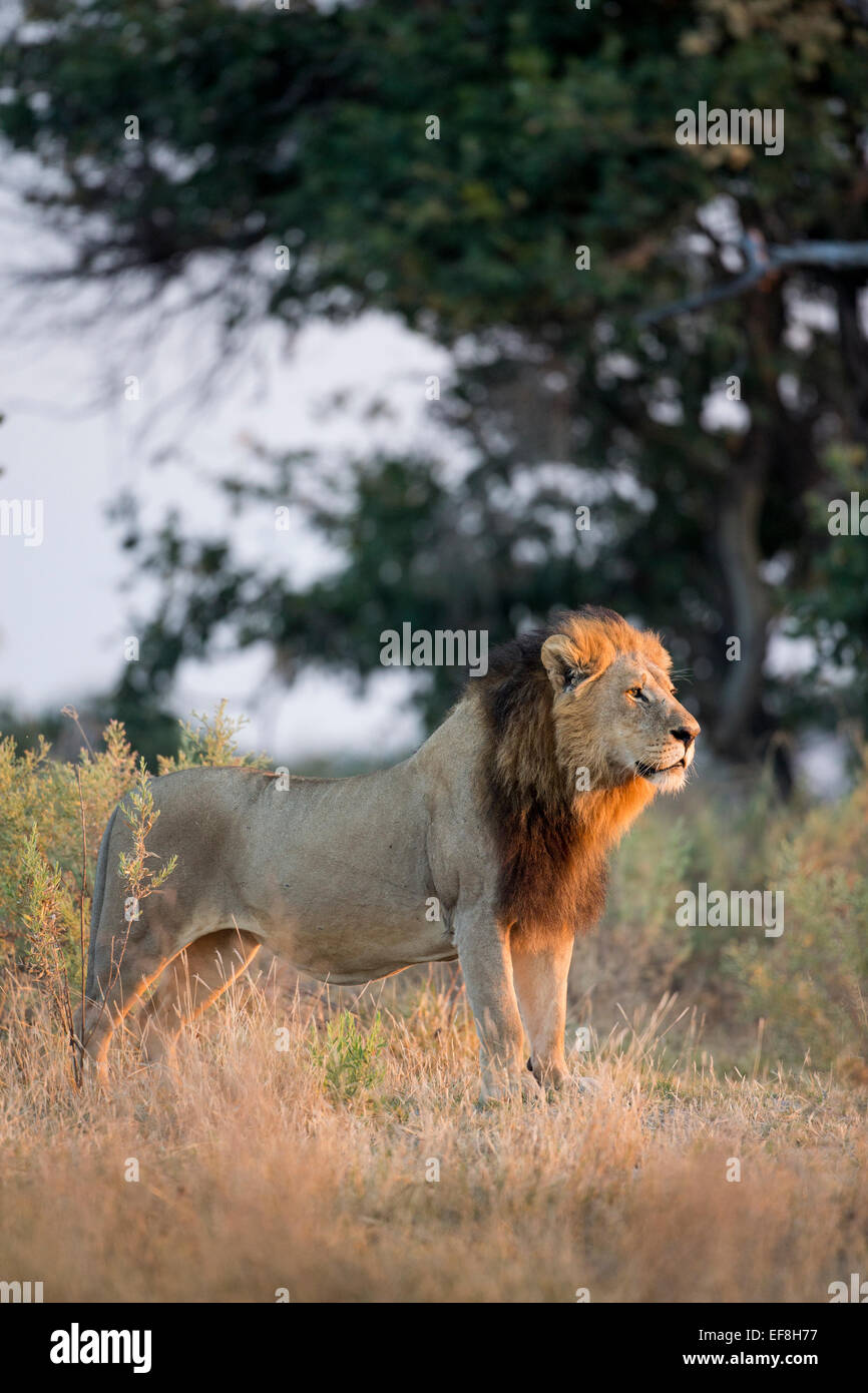 Africa, Botswana, Moremi Game Reserve, maschio adulto Lion (Panthera leo) in piedi nel sole di mattina di Okavango Delta Foto Stock
