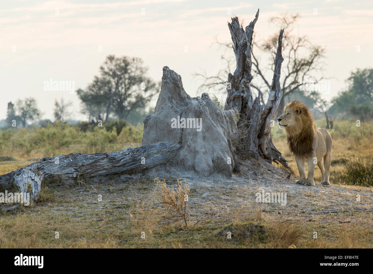 Africa, Botswana, Moremi Game Reserve, maschio adulto Lion (Panthera leo) in piedi nel sole di mattina di Okavango Delta Foto Stock