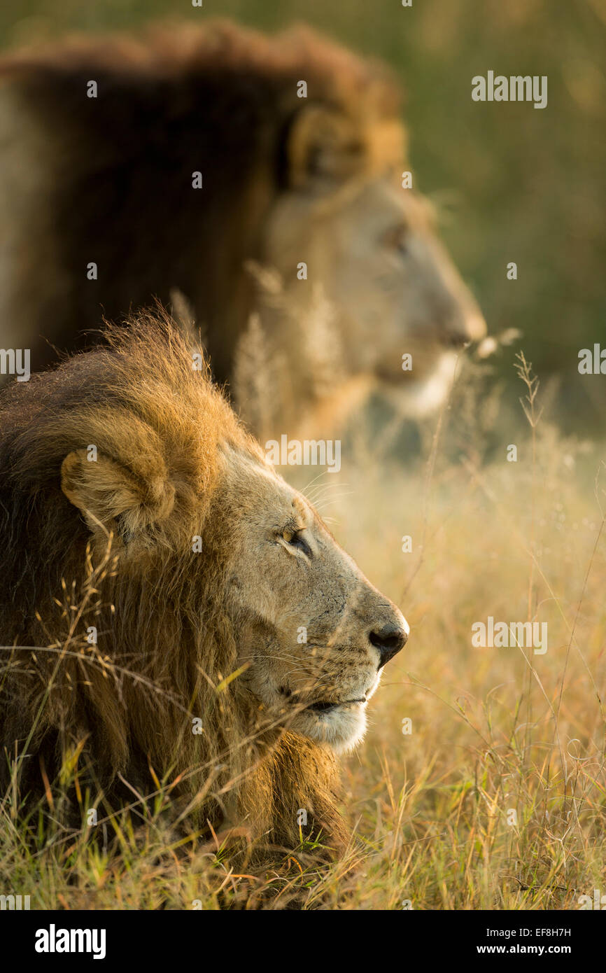 Africa, Botswana, Moremi Game Reserve, maschio adulto Lions (Panthera leo) in sole di mattina di Okavango Delta Foto Stock