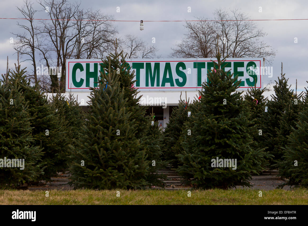 Albero di Natale molto di vendita - USA Foto Stock