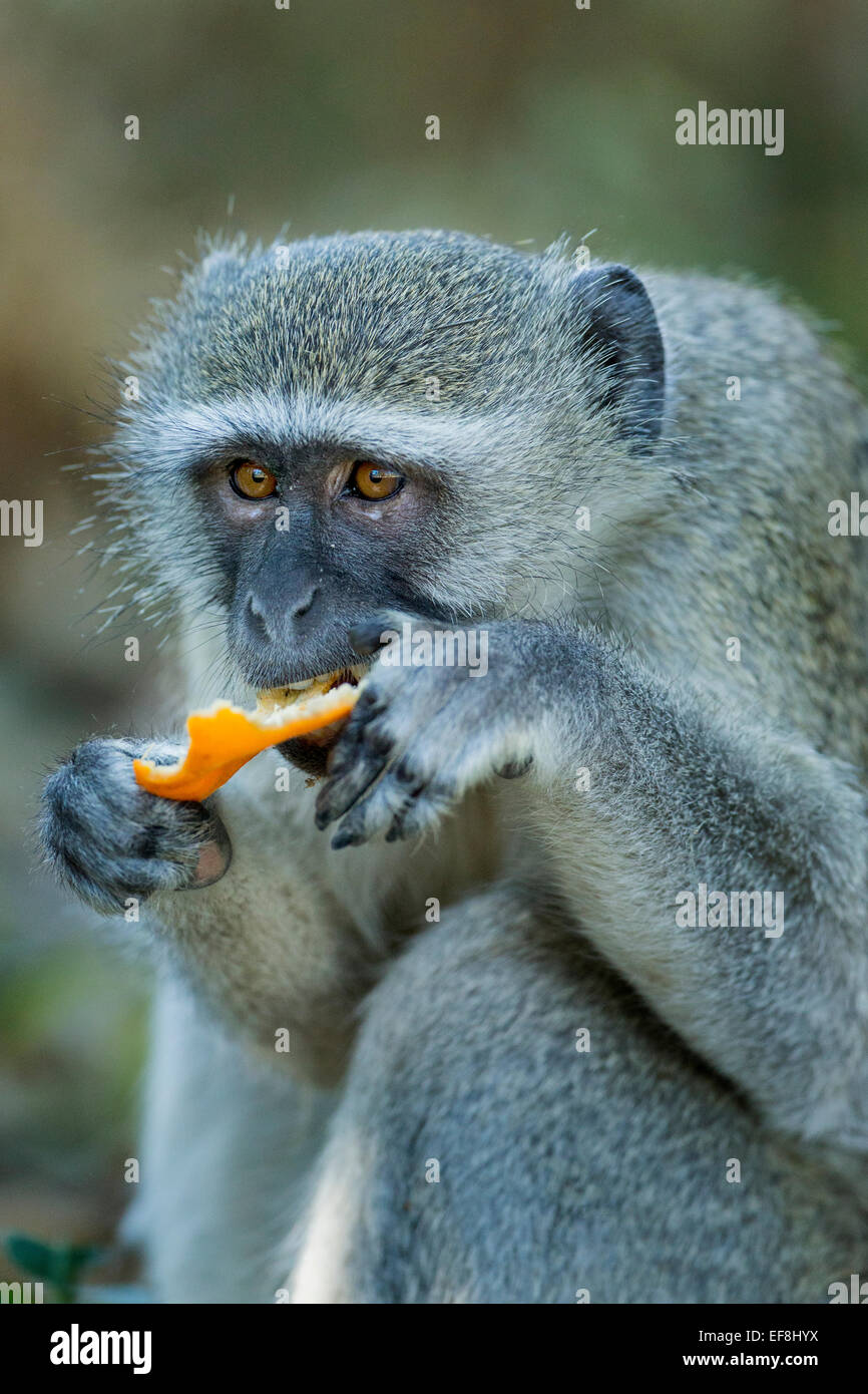 Africa, Botswana, Moremi Game Reserve, Vervet Monkey (Chlorocebus pygerythrus) mangiare orange rubato da camper lungo Khwai Rive Foto Stock