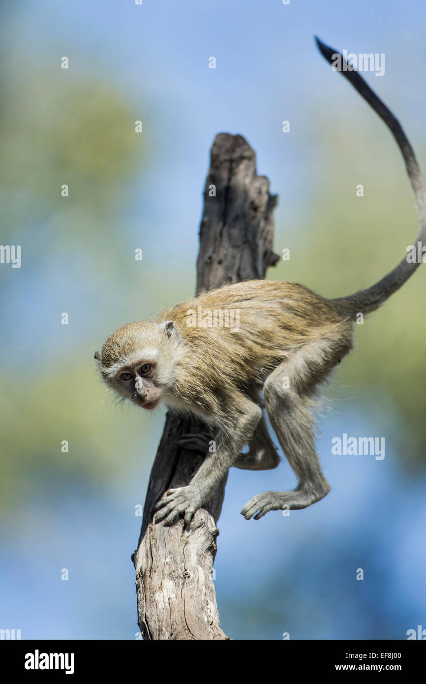 Africa, Botswana, Moremi Game Reserve, Vervet Monkey (Chlorocebus pygerythrus) giù di scrambling tronco di albero nella foresta lungo Khwai Foto Stock