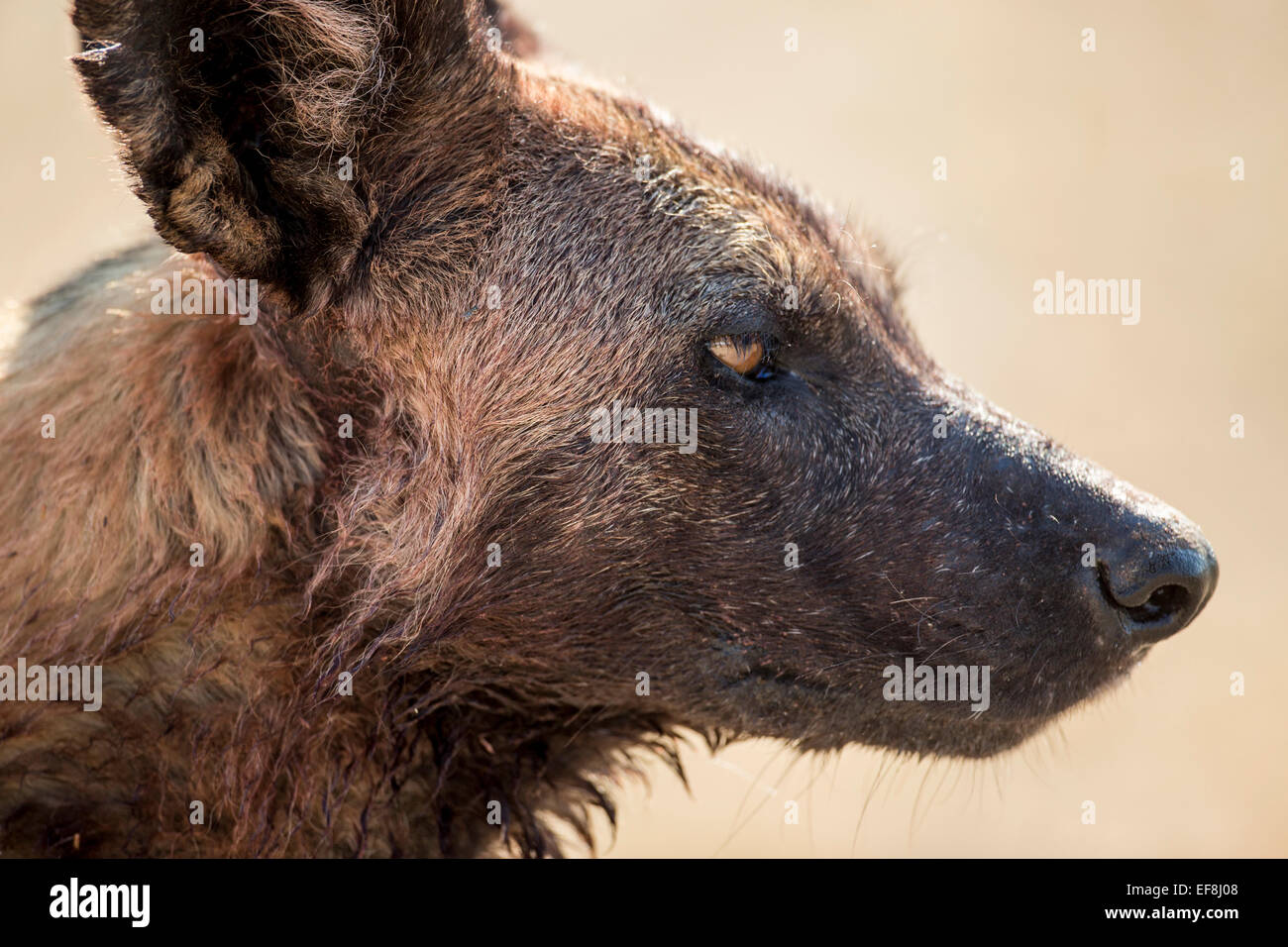 Africa, Botswana, Moremi Game Reserve, Profilo di sangue-coperta cane selvatico (Lycaon pictus) di Okavango Delta Foto Stock