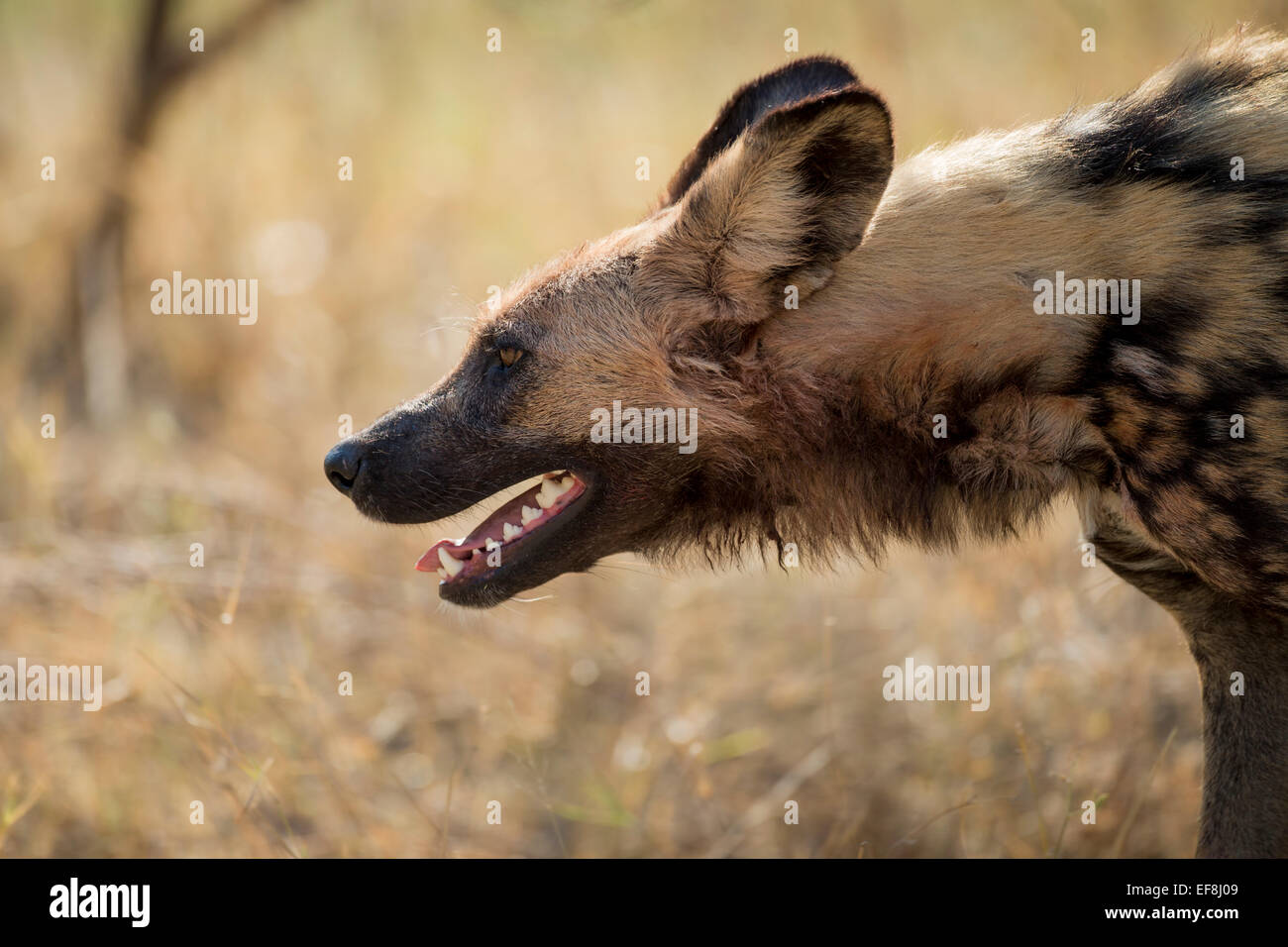 Africa, Botswana, Moremi Game Reserve, Profilo del cane selvatico (Lycaon pictus) respirazione difficile mentre si cammina in Okavango Delta Foto Stock