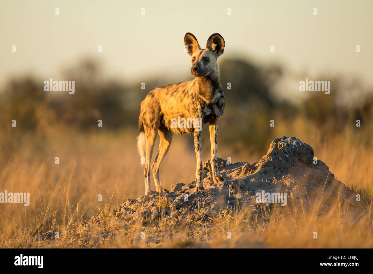 Africa, Botswana, Moremi Game Reserve, cane selvatico (Lycaon pictus) in piedi in erba alta di Okavango Delta prima dell'alba Foto Stock