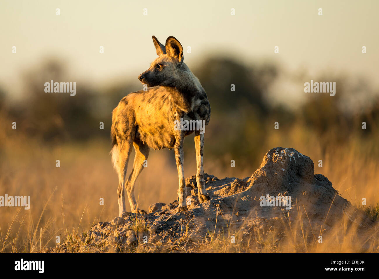 Africa, Botswana, Moremi Game Reserve, cane selvatico (Lycaon pictus) in piedi in erba alta di Okavango Delta prima dell'alba Foto Stock