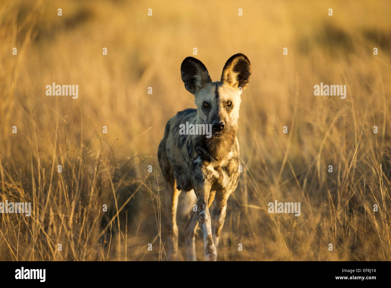 Africa, Botswana, Moremi Game Reserve, cane selvatico (Lycaon pictus) a piedi attraverso erba alta di Okavango Delta all'alba Foto Stock