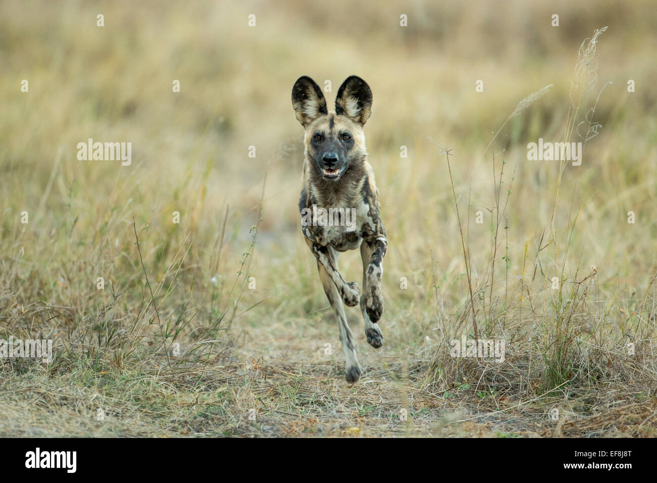 Africa, Botswana, Moremi Game Reserve, cane selvatico (Lycaon pictus) in esecuzione attraverso l'erba alta di Okavango Delta all'alba Foto Stock