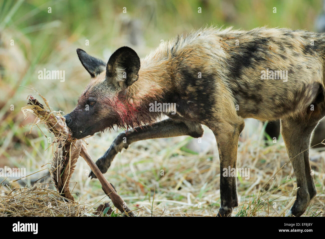 Africa, Botswana, Moremi Game Reserve, cane selvatico (Lycaon pictus) alimentazione a Impala kill all'alba lungo il fiume Khwai Foto Stock
