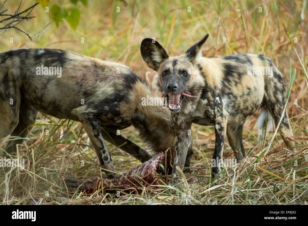 Africa, Botswana, Moremi Game Reserve, cani selvatici (Lycaon pictus) alimentazione a Impala kill all'alba lungo il fiume Khwai Foto Stock
