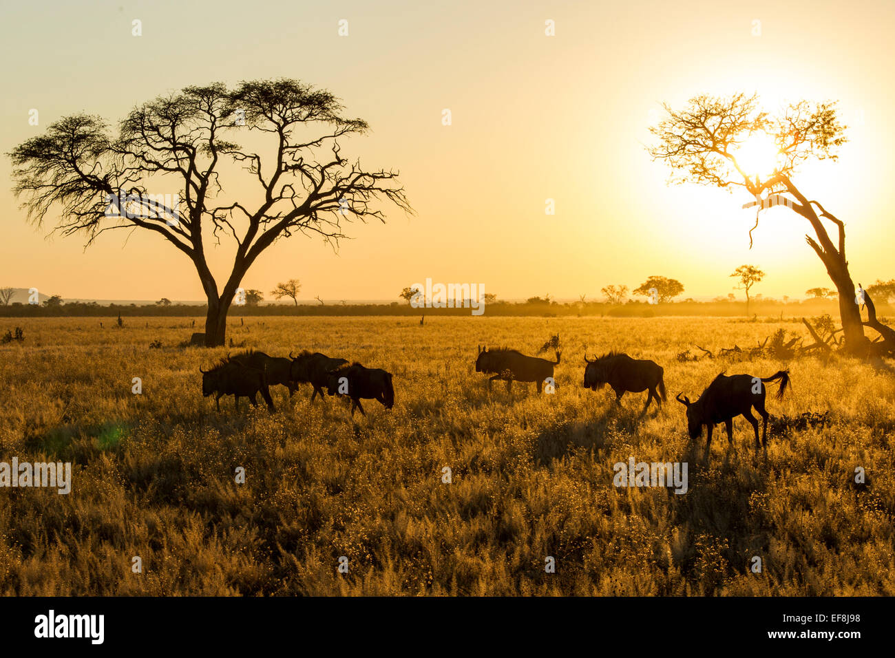 Africa, Botswana Chobe National Park, mattina sole illumina piccolo gruppo di GNU (Connochaetes taurinus) in piedi di Savuti M Foto Stock