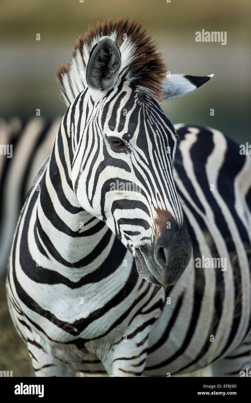 Africa, Botswana, Moremi Game Reserve, pianure Zebra (Equus burchelli) in piedi nel mezzo di allevamento in Okavango Delta Foto Stock